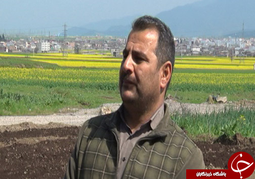 کاهش سطح کشت توتون در گلستان و چالش&zwnj;های آن برای کشاورزان / آیا حمایت از محصول داخلی شامل توتون کاران نمی&zwnj;شود؟