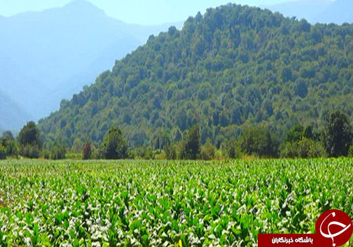 کاهش سطح کشت توتون در گلستان و چالش&zwnj;های آن برای کشاورزان / آیا حمایت از محصول داخلی شامل توتون کاران نمی&zwnj;شود؟