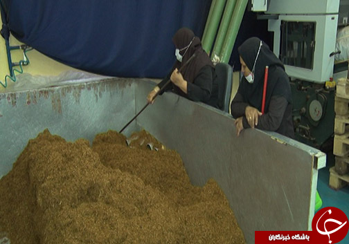 کاهش سطح کشت توتون در گلستان و چالش&zwnj;های آن برای کشاورزان / آیا حمایت از محصول داخلی شامل توتون کاران نمی&zwnj;شود؟