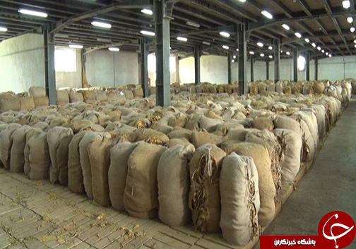 کاهش سطح کشت توتون در گلستان و چالش&zwnj;های آن برای کشاورزان / آیا حمایت از محصول داخلی شامل توتون کاران نمی&zwnj;شود؟