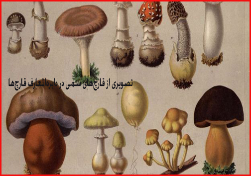 افزایش شمار مسموم شدگان با قارچ سمی/کلاه رنگی همچنان قربانی می گیرند