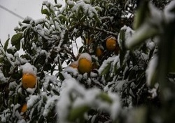 خسارت ۷۳۹ میلیارد تومان به کشاورزان و باغداران همدانی