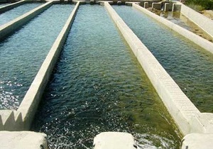 رهاسازی بچه ماهی گرمابی از ۲۹ استخر بتنی و خاکی زابل