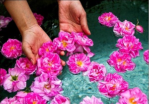 صنایع گلاب گیری قم در آینده نزدیک راه اندازی می شود