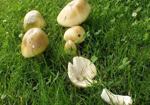 مسمومیت ۷۱ نفر در آذربایجان غربی در اثر مصرف قارچ سمی