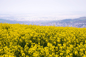 خرید یک هزار تن کلزا از کشاورزان گلستانی