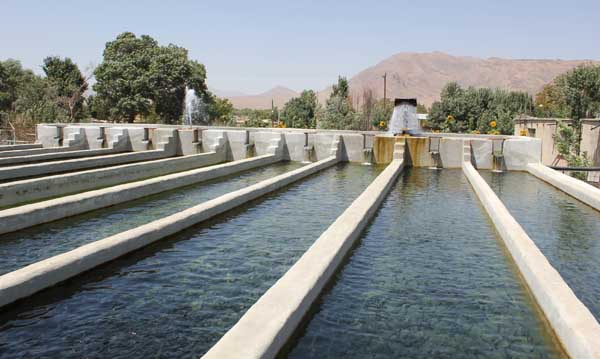 از اختراع جالب  پرورش دهندگان ماهی تا طرح احیای آهوی ایرانی + فیلم