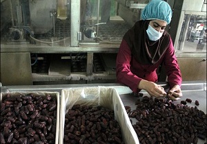 صادرات خرمای شادگان از بندر شادگان