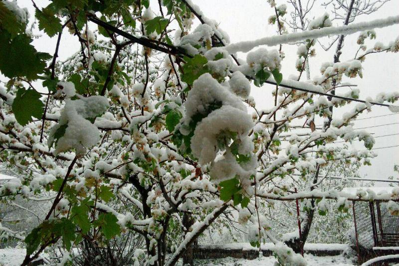 سرمای اخیر خسارت به میوه های سردرختی نوبرانه وارد کرد