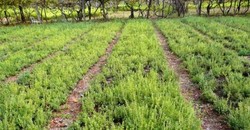 گیاه دارویی که بعد از زعفران ارزشمندترین است + فیلم