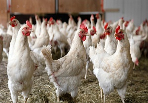فعالیت 395 واحد مرغداری گوشتی در استان اردبیل