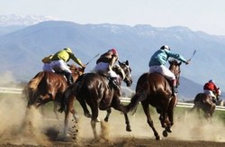 زیباترین اسب ایران را اینجا ببینید + فیلم