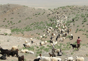 عشایرکهگیلویه وبویراحمددر معرض نابودی
