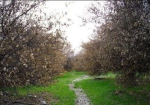 خسارت 80 درصدی باغات دانه‌دار بر اثر سرمازدگی در استان اردبیل