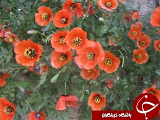 رویش شقایق&zwnj;های خود رو در نیاسر + تصاویر