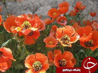 رویش شقایق&zwnj;های خود رو در نیاسر + تصاویر
