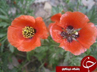 رویش شقایق&zwnj;های خود رو در نیاسر + تصاویر