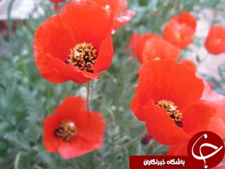 رویش شقایق&zwnj;های خود رو در نیاسر + تصاویر