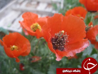 رویش شقایق&zwnj;های خود رو در نیاسر + تصاویر