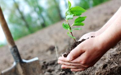 کاشت ۲۰۰ اصله نهال در بقعه ابورفاعه سبزوار