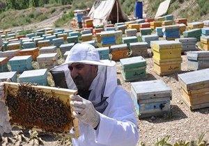 بازگشت بهاره ۱۰۰ هزار کلنی زنبور عسل