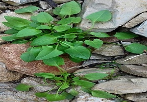 خطر نابودی گیاهان خودرو بومی در کرمانشاه