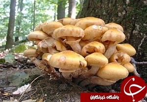 مرگ یک نفر بر اثر مصرف قارچ سمی در آذربایجان غربی/ تعداد مسموم شدگان به ۷۹ نفر رسید