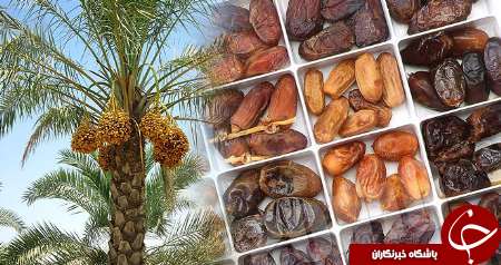 فرآوری خرما صنعت ارزآور و اشتغالزا