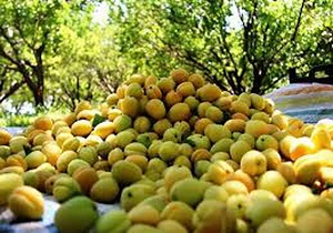 برداشت زردآلود ازباغات سیستان و بلوچستان
