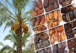 تولید خرما با طعم‌های متفاوت در بوشهر + فیلم