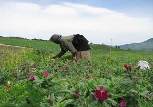 سرمایه گذاری بخش خصوصی در حوزه گیاهان دارویی کلیبر