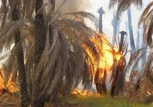 آتش به جان نخیلات دهستان شارک در قصرقند