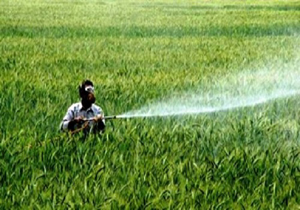 سن زدایی 10 هزار و 90 هکتار از اراضی غلات فامنين