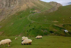 بهره برداران زنجانی تمایل چندانی به بیمه مراتع ندارند بهره برداران زنجانی تمایل چندانی به بیمه مراتع ندارند