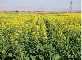 افزایش ۱۱ هزار تنی خرید کلزا در خوزستان