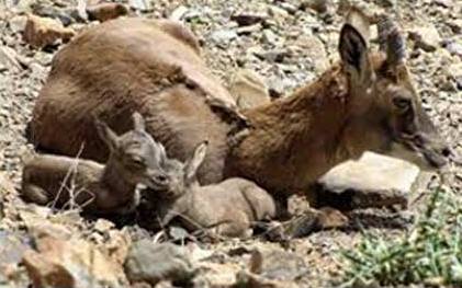 آغاز زاد و ولد میش های ارمنی در جزایر پارک ملی دریاچه ارومیه