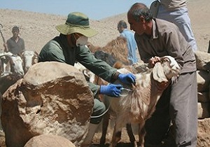 آغاز طرح واکسیناسیون دام‌های کوچک در بویین زهرا