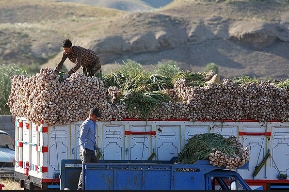 طارم  از قطب های بزرگ  تولید سیر در ایران/  سیر طارم در مسیر جهانی شدن