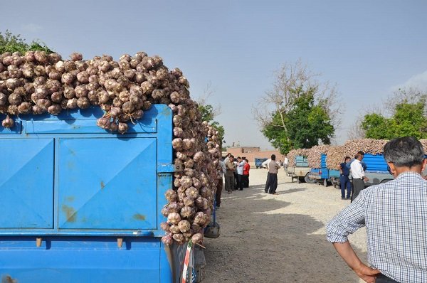 طارم  از قطب های بزرگ  تولید سیر در ایران/  سیر طارم در مسیر جهانی شدن