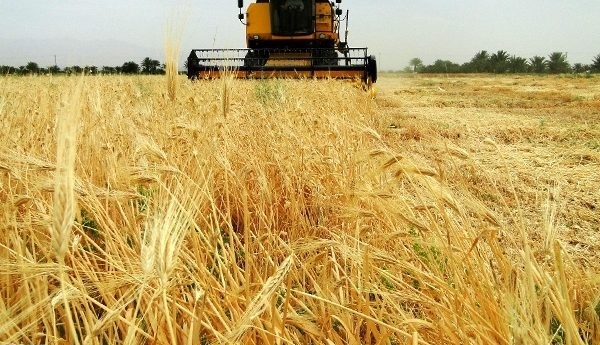 پیش بینی برداشت 36هزار تن جو از سطح مزارع سبزوار