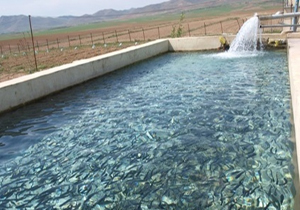 رهایی ۶۰ هزار قطعه ماهی گرمابی در استخرهای جهرم
