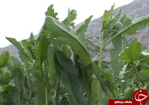 پلدختر قطب تولید سبزی در لرستان / استفاده ظرفیت تولید سبزیجات پلدختر با فراروری و بسته بندی آن&zwnj;ها + تصـاویر