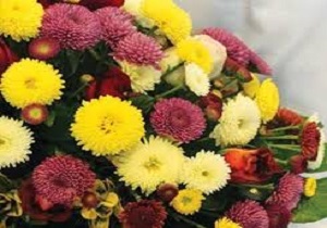 مهدیشهر میزبان برگزاری جشنواره گل های داوودی می شود