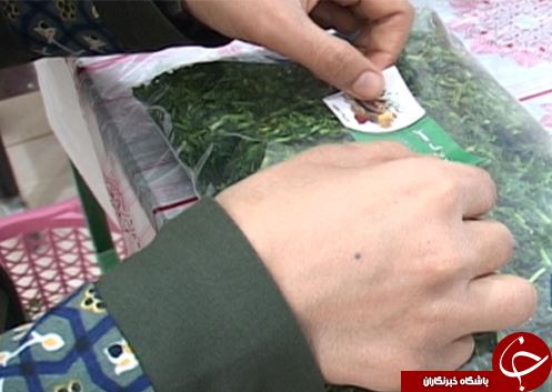 پلدختر قطب تولید سبزی در لرستان / استفاده ظرفیت تولید سبزیجات پلدختر با فراروری و بسته بندی آن&zwnj;ها + تصـاویر
