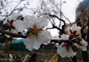۹۸ میلی متر بارندگی در شهرستان کوهرنگ