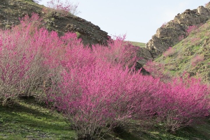 پروژه تعریض و تخریب در ذخیره‌گاه جنگلی ارغوان ایلام