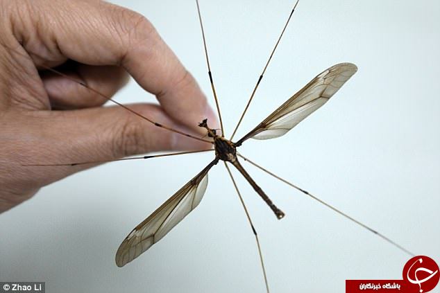 بزرگترین پشه جهان به دام افتاد+ تصاویر
