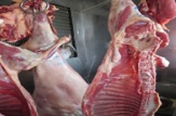 ساماندهی قصابی های بین راهی جوانرود