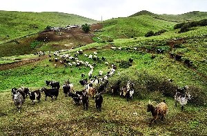 آغاز کوچ بیش از ۵ هزار دامدار در گیلان