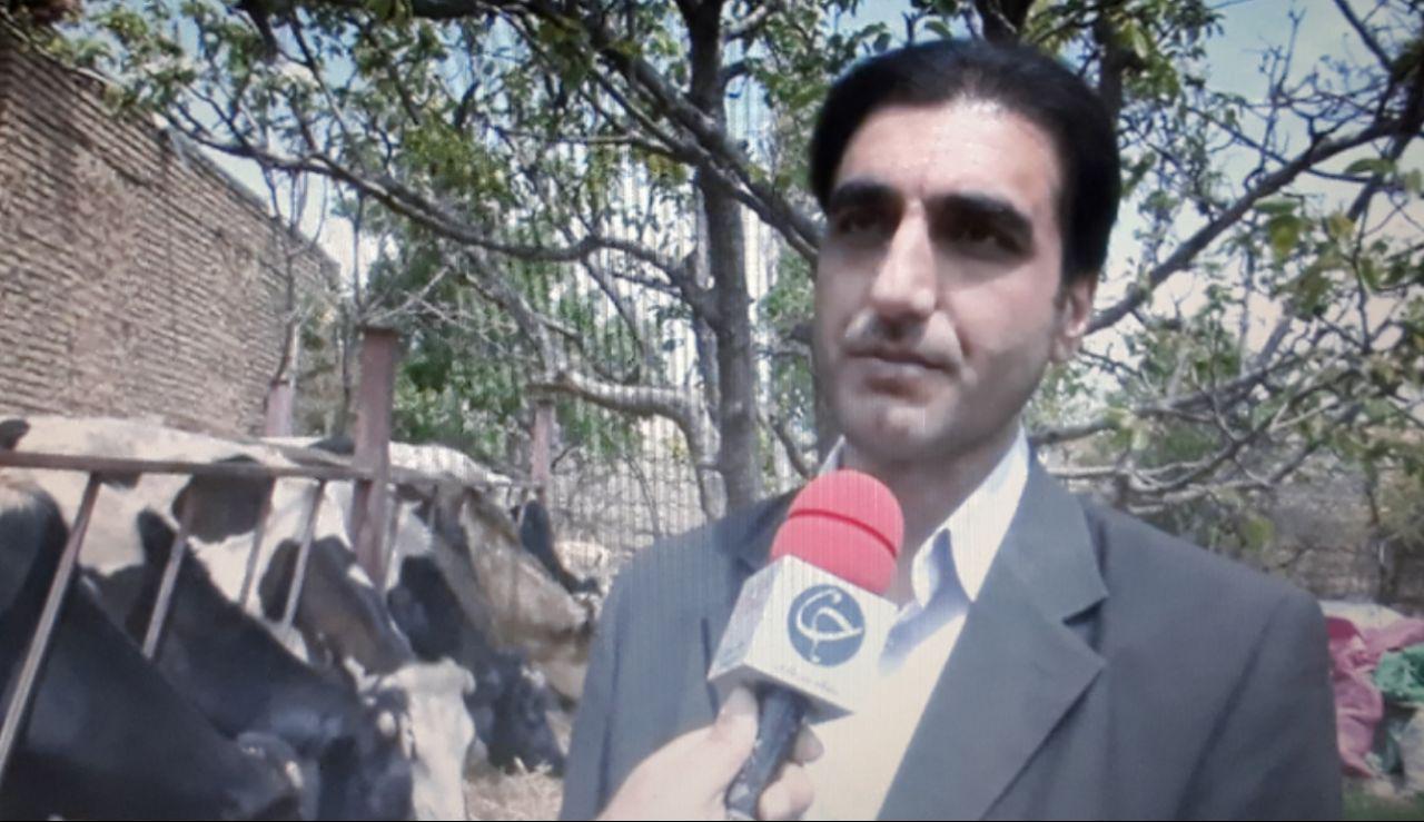 رفع کمبود شیر و گوشت گاوی با اصلاح نژاد سمینتال